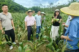 抗病抗逆品相好！惠州龙门新品种玉米试种成功图片
