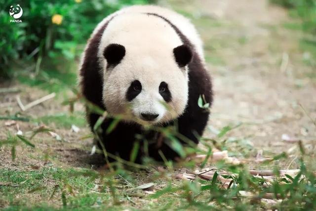 看大熊猫+逛城厢村糖会，这条「萌甜双buff路线」，快收藏！