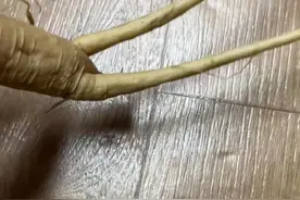 咬一口“人参”，她昏睡17个小时！警惕这些会伪装的毒物图片