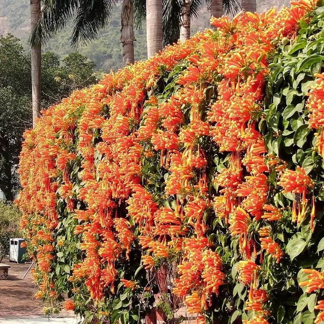 花开如瀑！新会这条“炮仗花廊”美爆了
