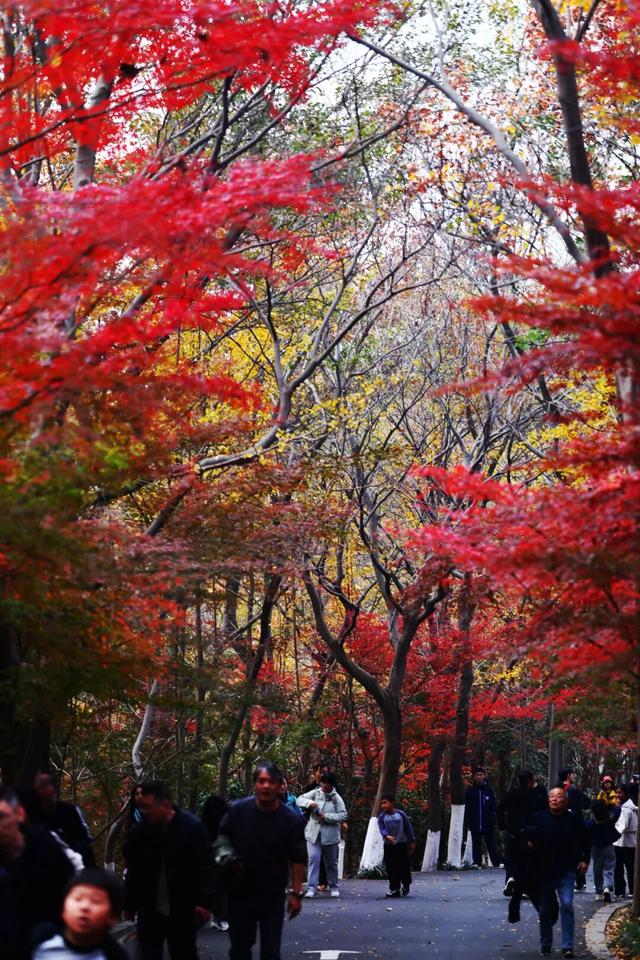 中大路 “红” 了！本周 C 位遛弯地预定！