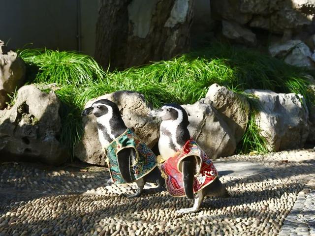 萌度“爆表”！洪堡企鹅最爱的瞻园秋景都在这里→