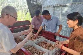 河南省食用菌产业链专班开展全产业链发展调研丨科技聚链赋能，“链”出千亿食用菌产业“新赛道”图片