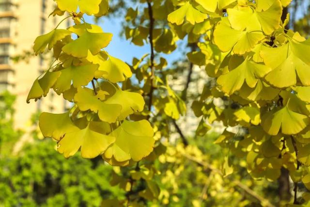 初冬限定上线了！德阳银杏打卡攻略请收好