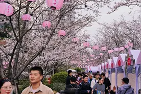 苏州河游船客流创新高，天安千树樱花市集趣多多图片