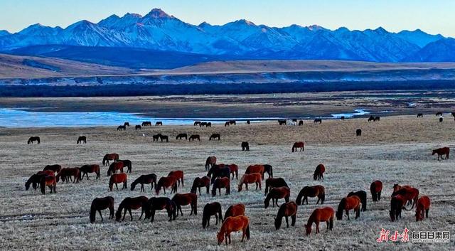 雪映祁连风光壮美  骏马踏尘牧歌悠扬  冬日山丹马场满目皆景