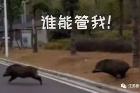 已肇事多起！野蛮冲撞、顶人咬人……前方，野猪凶猛！图片