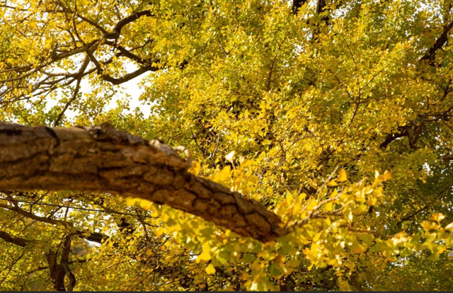 别再问了！洛阳秋色天花板，就藏在这里→