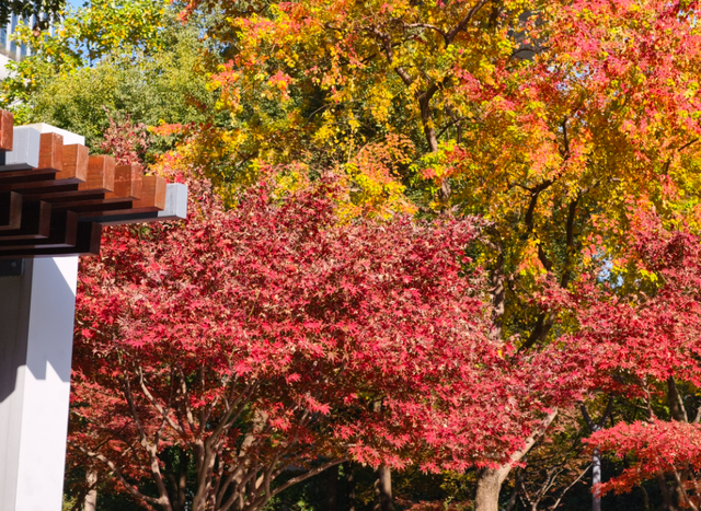 静安“银杏车站”迎来最美时刻！满眼的金色浪漫……（附全区银杏打卡点位）