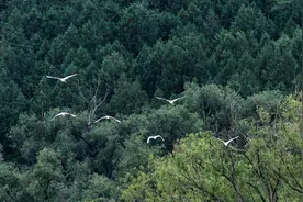 飞羽镜界 | 华北地区的鸟类保育院——密云水库图片
