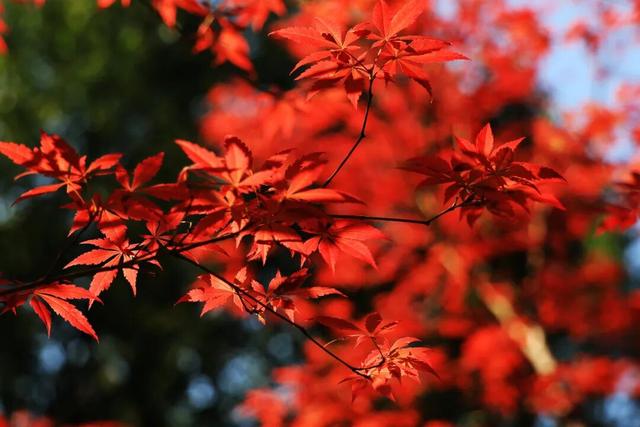 《人民日报》点赞的栖霞山美景，长这样！