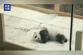 柏林动物园：旅德大熊猫双胞胎幼崽长势喜人 状况非常好图片