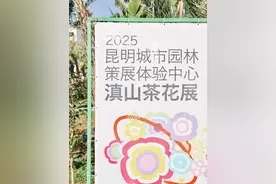 寻芳昆明 邂逅茶花盛开的缤纷盛景图片