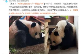 羡慕了！陕西村民发现自家棚子出现一只大熊猫图片