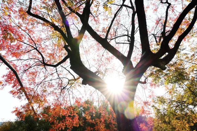 此时，闵行最美的地方就在……