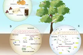我国科学家系统阐述昆虫肠道细菌介导的昆虫植物互作关系图片