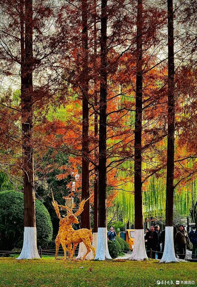 五龙潭公园里水杉林里，“跳”进来两只银杏鹿