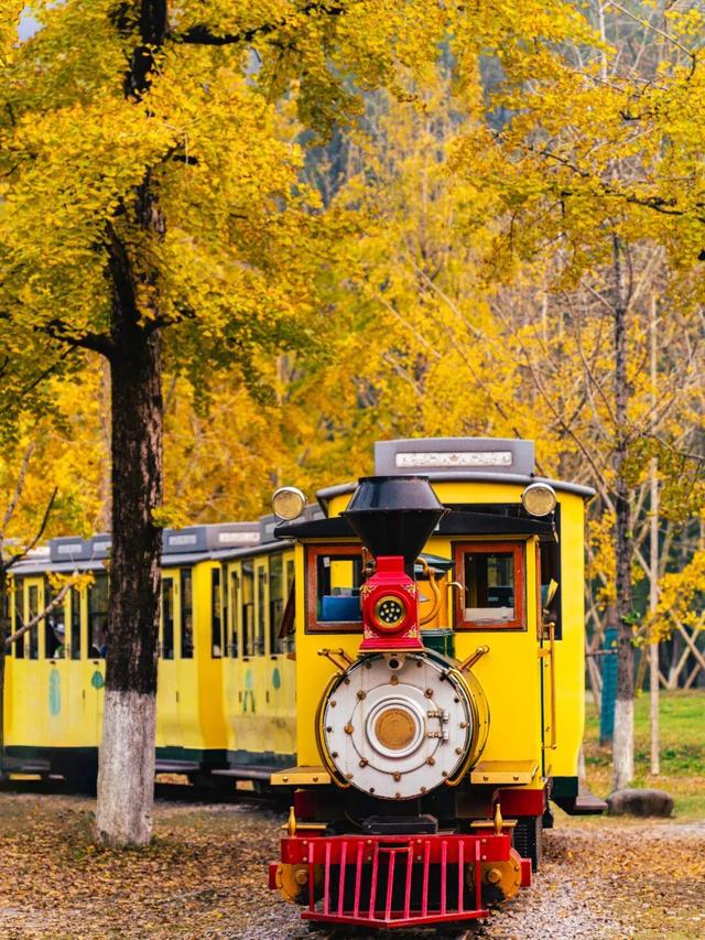 金灿灿的浓度到顶格！浙两天就是最佳观赏期