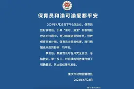 重庆动物园就熊猫扑倒保育员报平安：保育员未受伤害，两只熊猫也未受到影响图片