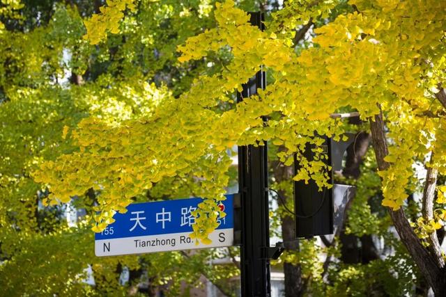 长宁最全银杏打卡点来啦，还有“宁宁”的私藏点位哦～【看“宁”的】