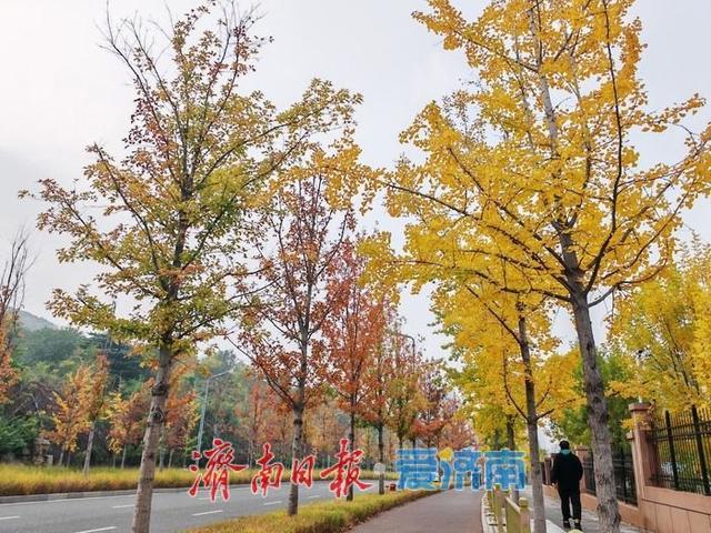 深秋时节，漫步历下处处皆景