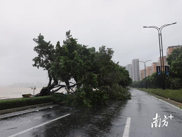 “桦加沙”过境后，珠海情侣路市民游客又多了起来｜一线直击
