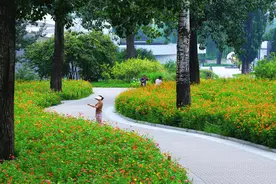 二十万株鲜花盛开！“七夕”到国家植物园赏浪漫花海图片