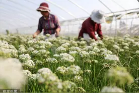 临沂：近万亩韭菜迎盛花期 小小韭花助农民秋季增收图片