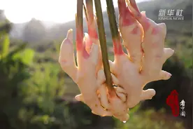 千城百县看中国｜福建云霄：好山好水好“姜”来图片