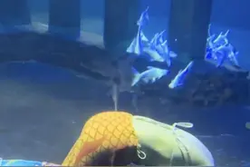 民声调查｜美人鱼表演：美丽背后“暗礁”重重图片