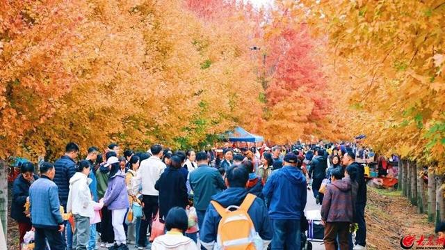 937场“冬游西海岸”文旅活动热闹登场