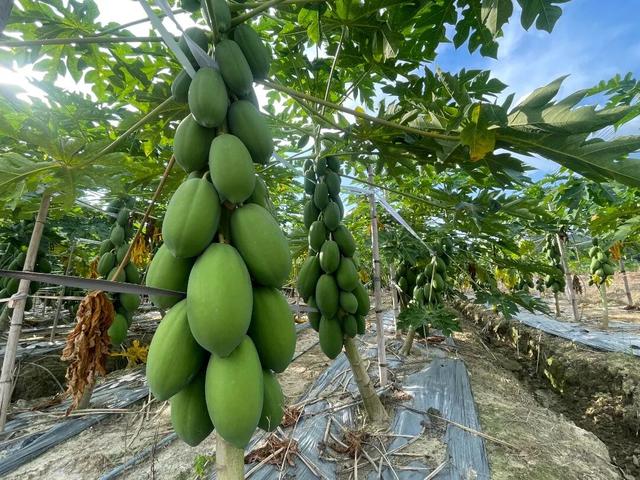 看全运，游乡村！超全攻略宝藏地图上线！