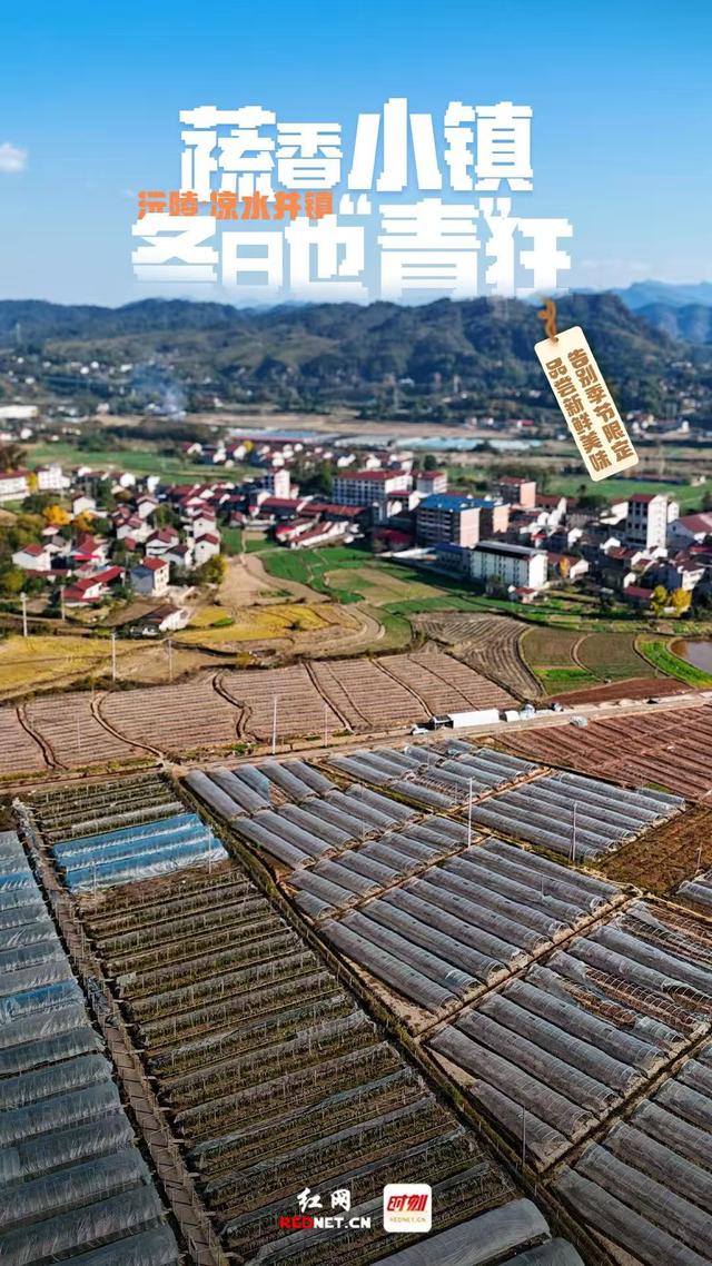 海报 | 沅陵凉水井：蔬香小镇冬日也“青”狂