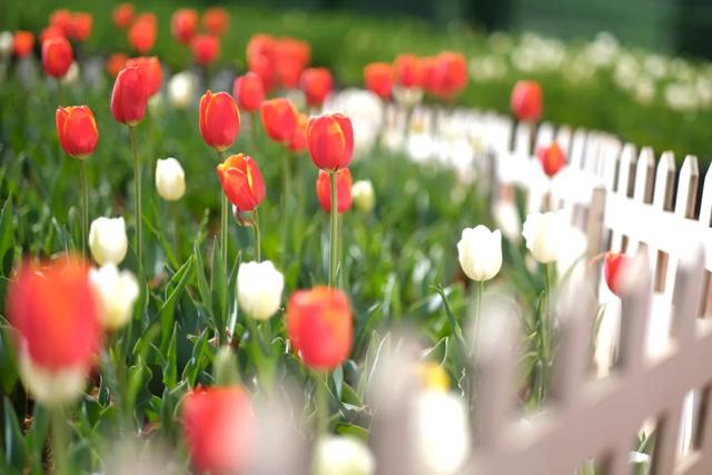 冬樱花、梅花、郁金香、虞美人......昆明最全赏花攻略请查收