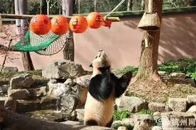 今天你来杭州动物园给大熊猫春生过生日了吗？图片