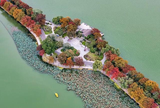 秋意渐浓，玄武湖台菱堤已“上妆”