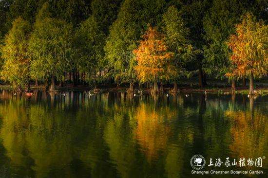 杉杉“红”了！长三角这些地方正上演视觉大秀