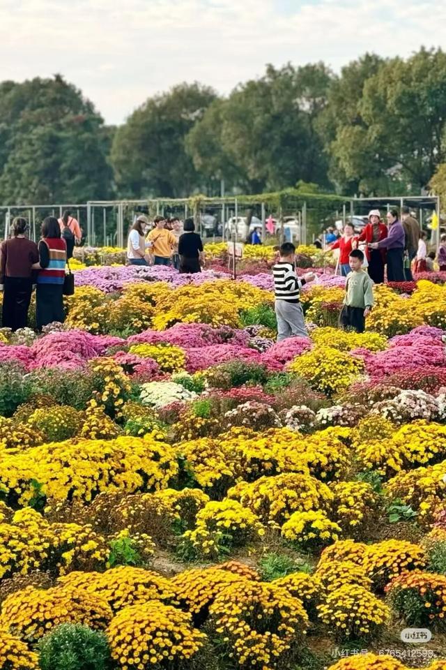 航旅融合 | 抽免费机票，来三明欣赏不一样的初冬景色！