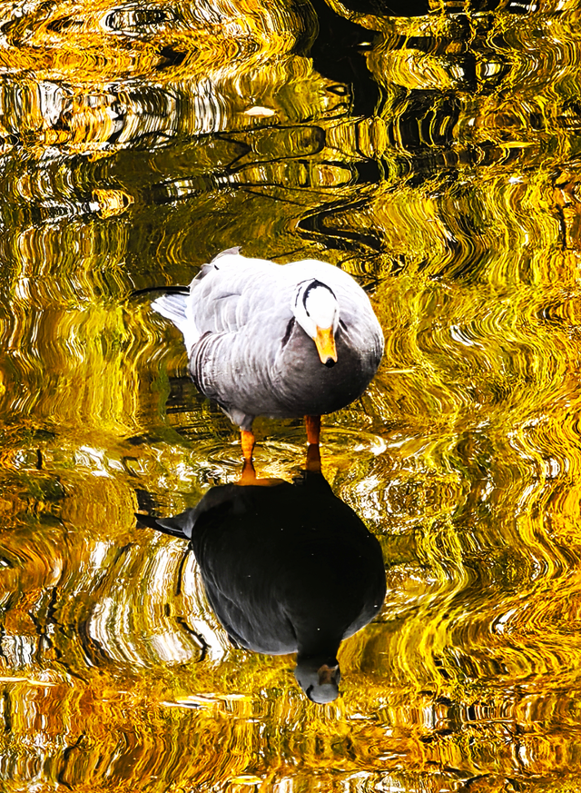 北京动物园秋色依旧，一起来逛！