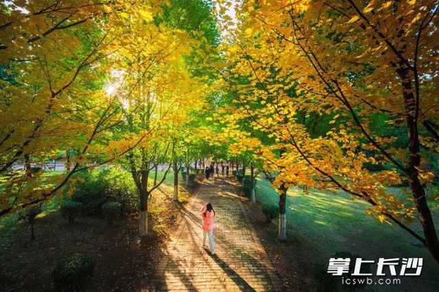 湖南农大枫叶进入最佳观赏期，错过等一年