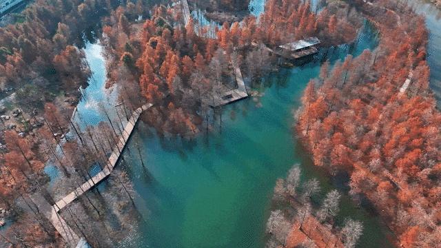 上海有个超美的新公园，未开先火！有人偷偷爬进去、溜进去、翻进去……太危险！