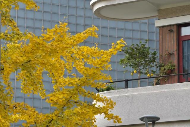 金色长廊加载中！静安这条道路银杏渐入佳境↑