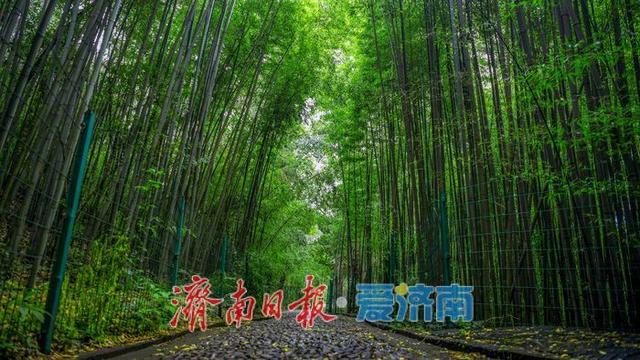 涌泉竹林景区泉竹相依，市民山间赏泉纳凉的好去处