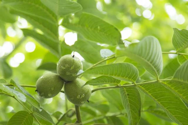 【冬季暖阳 凉山不凉】最全美食美景旅行攻略出炉！第一次来泸沽湖旅游必看！