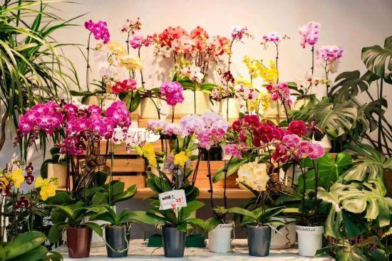 2026沪上年宵花市开逛！“花”式逛出新年味