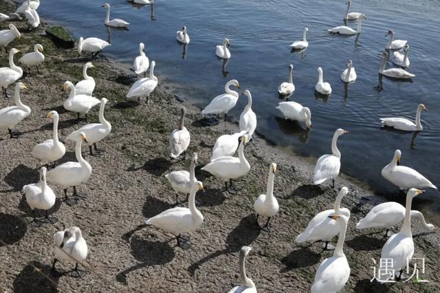 遇见 | 海草房×大天鹅，奔赴一场冬日的顶级浪漫