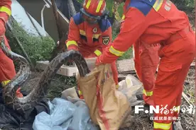 3米巨蟒现身永泰村庄 消防救援人员捕获后将其放生图片