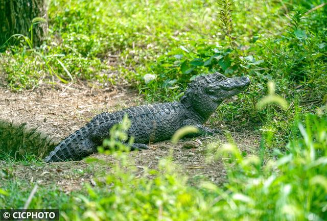浙江长兴：乘船探湿地 邂逅“活化石”扬子鳄