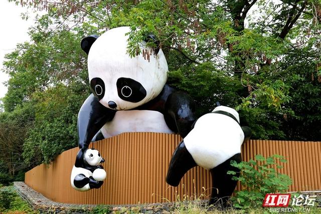 打卡岳阳熊猫苑：赶山路口前的喧响与向往