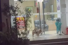 武汉一酒店让小狗进店吹空调，店员称收到陌生人赠鲜花水果图片